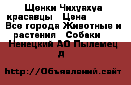 Щенки Чихуахуа красавцы › Цена ­ 9 000 - Все города Животные и растения » Собаки   . Ненецкий АО,Пылемец д.